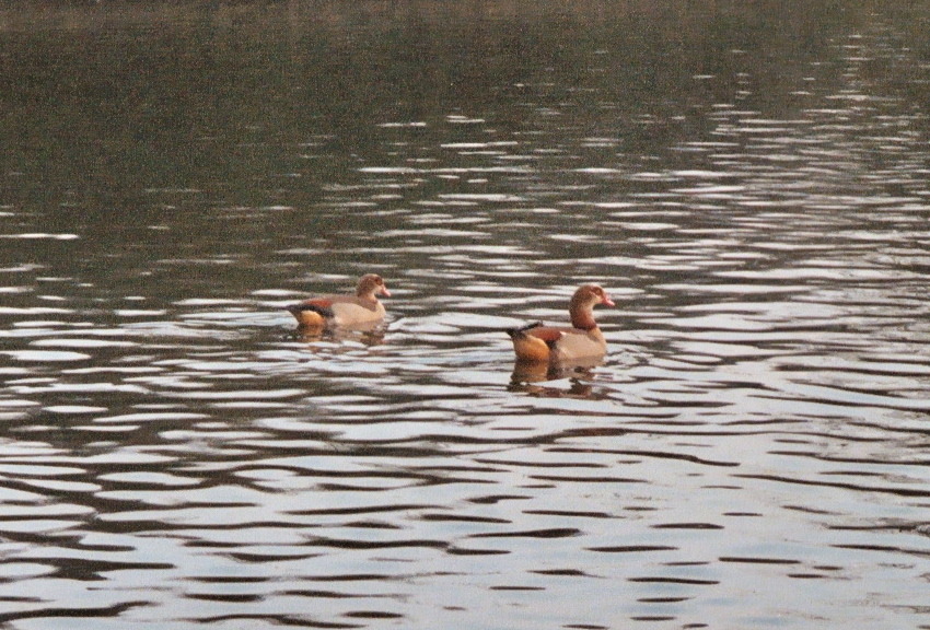 Egyptian geese on Skottowes Pond, Chesham,  7th February, 2005